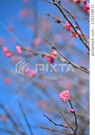 Red plum blossoms heralding the arrival of spring (Konan Ward, Niigata City, Niigata Prefecture) Red plum blossoms heralding the arrival of spring (Konan Ward, Niigata City, Niigata Prefecture) 138359615