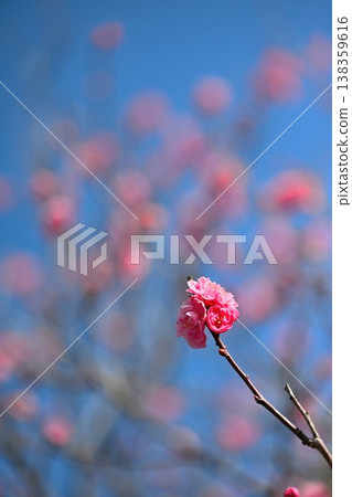 Red plum blossoms heralding the arrival of spring (Konan Ward, Niigata City, Niigata Prefecture) 138359616