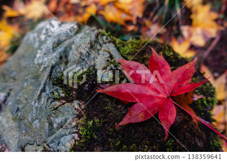 一片楓葉落在長滿青苔的岩石上，特寫鏡頭。 138359641