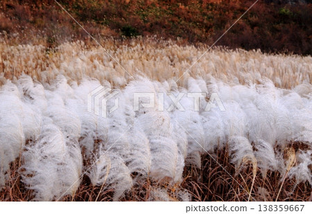 Fluffy, pure white plumes of pampas grass Fluffy, pure white plumes of pampas grass 138359667