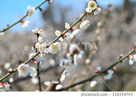 枝頭繁花似錦(新潟縣新潟市江南區) 枝頭繁花似錦(新潟縣新潟市江南區) 138359743
