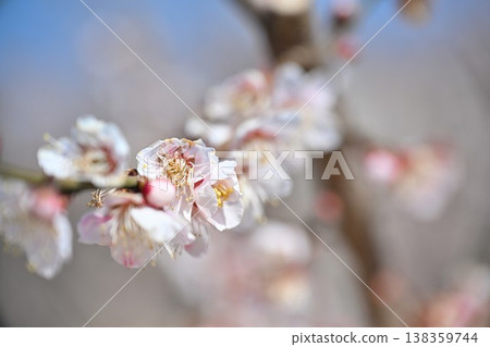 枝頭繁花似錦(新潟縣新潟市江南區) 枝頭繁花似錦(新潟縣新潟市江南區) 138359744