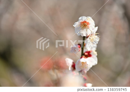 枝頭繁花似錦(新潟縣新潟市江南區) 枝頭繁花似錦(新潟縣新潟市江南區) 138359745