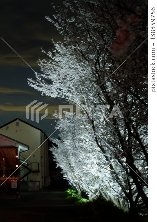 夜幕降臨，櫻花盛開，燈光璀璨 [橋本市] 138359756