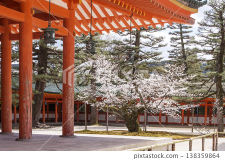 Scenery of Heian Shrine in Kyoto: Springtime scenery of Heian Shrine, Kagura Hall and cherry blossoms, Kyoto tourist spot Scenery of Heian Shrine in Kyoto: Springtime scenery of Heian Shrine, Kagura Hall and cherry blossoms, Kyoto tourist spot 138359864