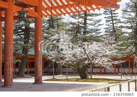 Scenery of Heian Shrine in Kyoto: Springtime scenery of Heian Shrine, Kagura Hall and cherry blossoms, Kyoto tourist spot Scenery of Heian Shrine in Kyoto: Springtime scenery of Heian Shrine, Kagura Hall and cherry blossoms, Kyoto tourist spot 138359865