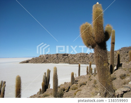 Incahuasi Island, the Uyuni Salt Flats, where cacti grow. 138359993