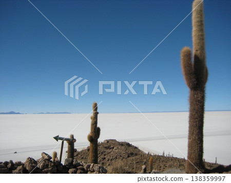 仙人掌與烏尤尼鹽沼的景觀 138359997