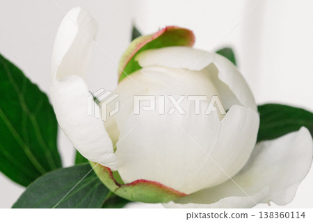 Peony bud showing delicate white petals slowly opening, green sepals framing the fresh blossom on a clean background Peony bud showing delicate white petals slowly opening, green sepals framing the fresh blossom on a clean background 138360114