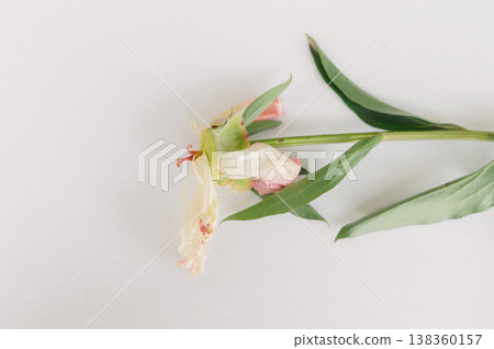 Withered peony flower delicate petals losing shape on clean white background symbolizing fragility and decay Withered peony flower delicate petals losing shape on clean white background symbolizing fragility and decay 138360157