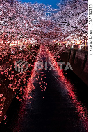 Cherry blossoms at night ~Tokyo, Meguro River, Part 2~ Cherry blossoms at night ~Tokyo, Meguro River, Part 2~ 138360356