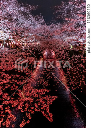 Night Cherry Blossoms ~Tokyo, Meguro River, Part 6~ Night Cherry Blossoms ~Tokyo, Meguro River, Part 6~ 138360360