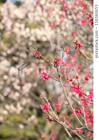 Plum blossoms in bloom at Hakusan Park (Chuo Ward, Niigata City, Niigata Prefecture) Plum blossoms in bloom at Hakusan Park (Chuo Ward, Niigata City, Niigata Prefecture) 138360653