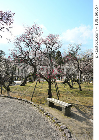 Plum blossoms in bloom at Hakusan Park (Chuo Ward, Niigata City, Niigata Prefecture) Plum blossoms in bloom at Hakusan Park (Chuo Ward, Niigata City, Niigata Prefecture) 138360657