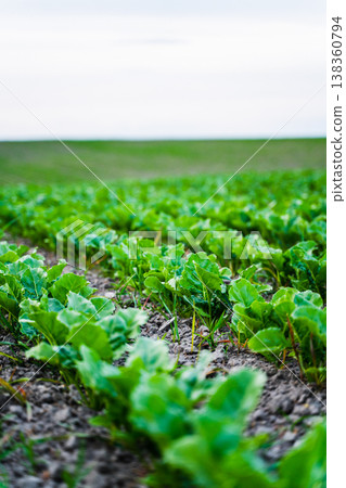 Sugar beet rows stretch across a vast field, vibrant green leaves thriving in rich soil under a soft overcast sky, symbolizing healthy crop growth and rural cultivation Sugar beet rows stretch across a vast field, vibrant green leaves thriving in rich soil under a soft overcast sky, symbolizing healthy crop growth and rural cultivation 138360794