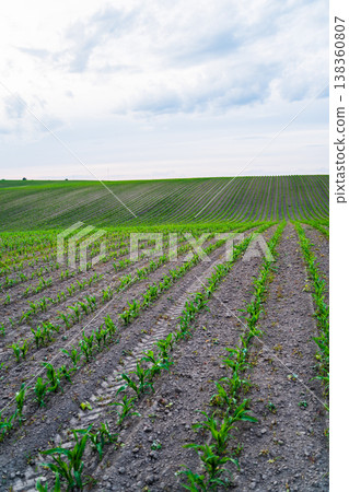 Young corn plants growing in rows across undulating agricultural fields under a cloudy sky, symbolizing new life, sustainable farming, and rural landscape beauty 138360807