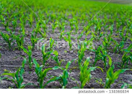 Young corn plants growing in a fertile field, green maize seedlings sprouting from dark soil, representing agriculture, harvest, and sustainable farming Young corn plants growing in a fertile field, green maize seedlings sprouting from dark soil, representing agriculture, harvest, and sustainable farming 138360834