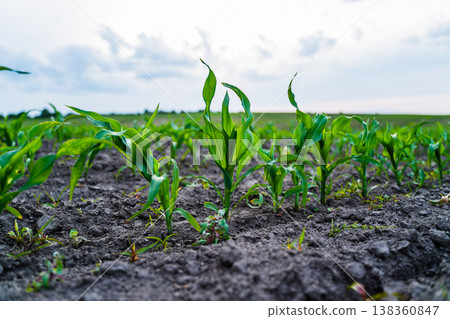 Rows of vibrant green corn seedlings pushing from rich dark soil, signifying fresh growth, fertile farmland, sustainable cultivation and the promise of a healthy future harvest Rows of vibrant green corn seedlings pushing from rich dark soil, signifying fresh growth, fertile farmland, sustainable cultivation and the promise of a healthy future harvest 138360847