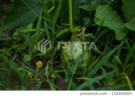 Young green pumpkin growing on a vine in a vibrant garden, showing organic agriculture, healthy food, and nature's bounty, surrounded by lush leaves and fresh plants on a farm Young green pumpkin growing on a vine in a vibrant garden, showing organic agriculture, healthy food, and nature's bounty, surrounded by lush leaves and fresh plants on a farm 138360864