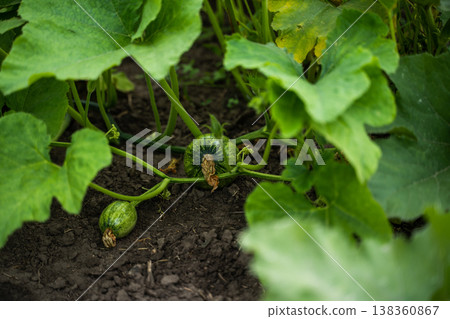 Young pumpkins growing on vines in organic garden, healthy green leaves covering fertile soil, demonstrating agriculture and growth in summer season Young pumpkins growing on vines in organic garden, healthy green leaves covering fertile soil, demonstrating agriculture and growth in summer season 138360867