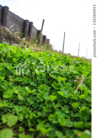 地面上長著三葉草 地面上長著三葉草 138360933