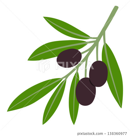 Olive tree branch with green leaves and ripe black olives. 138360977