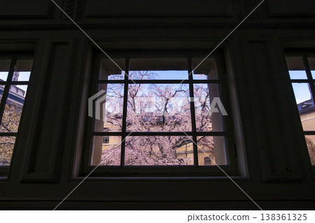 Former Kyoto Prefectural Government Building: A famous cherry blossom viewing spot in Kyoto; weeping cherry blossoms viewed from inside the building; a popular Kyoto tourist spot. Former Kyoto Prefectural Government Building: A famous cherry blossom viewing spot in Kyoto; weeping cherry blossoms viewed from inside the building; a popular Kyoto tourist spot. 138361325
