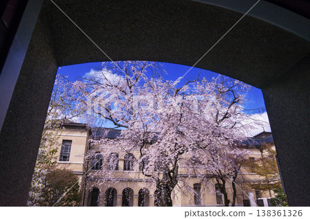 The weeping cherry tree at the former Kyoto Prefectural Government Building: A famous cherry blossom viewing spot in Kyoto. The weeping cherry tree at the former Kyoto Prefectural Government Building: A famous cherry blossom viewing spot in Kyoto. 138361326