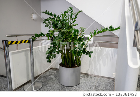 Indoor potted green plant in modern staircase interior with metal railing clean contemporary building design 138361458
