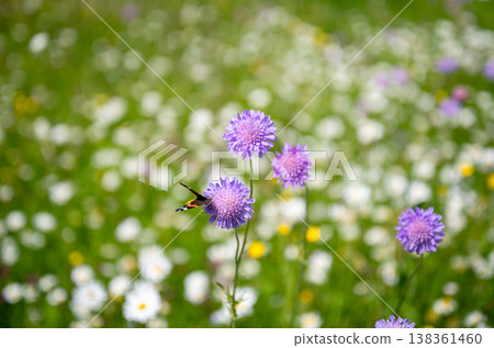 Colorful butterfly on purple wildflower in summer meadow macro nature background with soft bokeh Colorful butterfly on purple wildflower in summer meadow macro nature background with soft bokeh 138361460