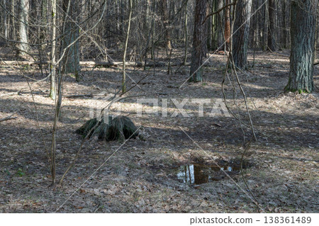 Forest floor with bare trees, a stump and a puddle Forest floor with bare trees, a stump and a puddle 138361489
