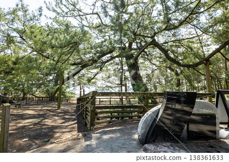 The legendary Hagoromo Pine tree stands in the World Heritage site of Miho no Matsubara. The legendary Hagoromo Pine tree stands in the World Heritage site of Miho no Matsubara. 138361633