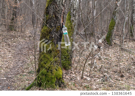 Collecting birch sap in the spring forest. Collecting birch sap in the spring forest. 138361645