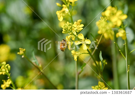Bee on a rapeseed Bee on a rapeseed 138361687
