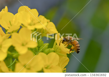 Bee on a rapeseed Bee on a rapeseed 138361692