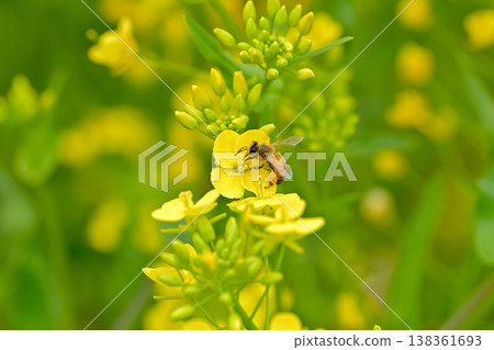 Bee on a rapeseed Bee on a rapeseed 138361693