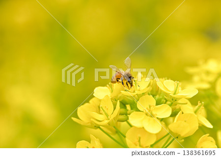 Bee on a rapeseed Bee on a rapeseed 138361695