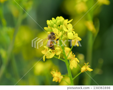 Bee on a rapeseed Bee on a rapeseed 138361698