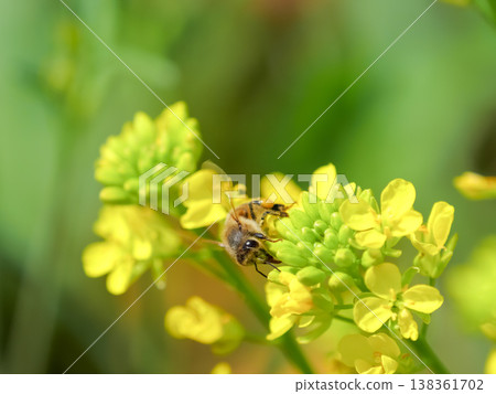 在油菜籽的蜂 138361702