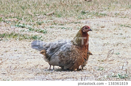 Pure tenderness in nature: baby chicks nestled beneath their mom. Pure tenderness in nature: baby chicks nestled beneath their mom. 138361819