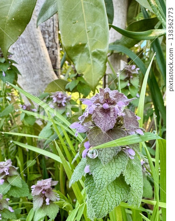 雨後濕漉漉的抱莖野芝麻的特寫。 138362773
