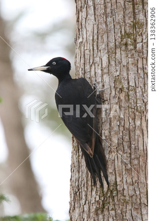 日本最大的啄木鳥,黑啄木鳥(雌性),是北海道的野生鳥類。 日本最大的啄木鳥,黑啄木鳥(雌性),是北海道的野生鳥類。 138362906