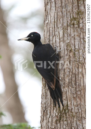 日本最大的啄木鳥,黑啄木鳥(雌性),是北海道的野生鳥類。 日本最大的啄木鳥,黑啄木鳥(雌性),是北海道的野生鳥類。 138362907