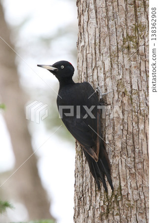 日本最大的啄木鳥，黑啄木鳥（雌性），是北海道的野生鳥類。 138362908