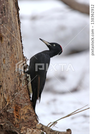 日本最大的啄木鳥,黑啄木鳥(雌性),是北海道的野生鳥類。 日本最大的啄木鳥,黑啄木鳥(雌性),是北海道的野生鳥類。 138362912
