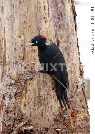 The largest woodpecker in Japan, the Black Woodpecker (female), is a wild bird of Hokkaido. The largest woodpecker in Japan, the Black Woodpecker (female), is a wild bird of Hokkaido. 138362913