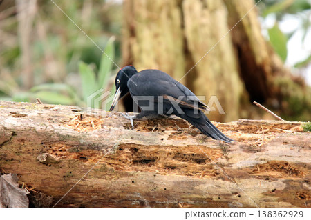The largest woodpecker in Japan, the Black Woodpecker (female), is a wild bird of Hokkaido. The largest woodpecker in Japan, the Black Woodpecker (female), is a wild bird of Hokkaido. 138362929
