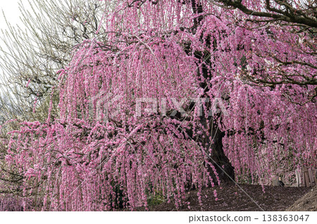 盛開的粉紅色垂枝梅花:日本花園的一景。 盛開的粉紅色垂枝梅花:日本花園的一景。 138363047