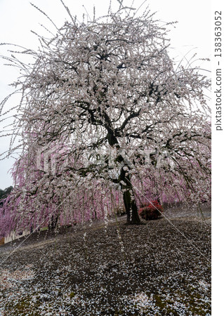 盛開的粉紅色垂枝梅花:日本花園的一景。 盛開的粉紅色垂枝梅花:日本花園的一景。 138363052