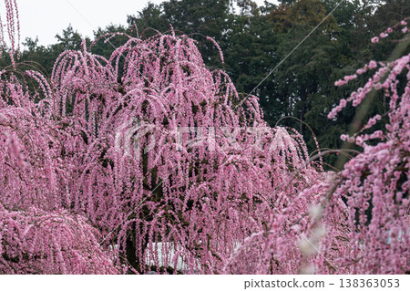 盛開的粉紅色垂枝梅花：日本花園的一景。 138363053